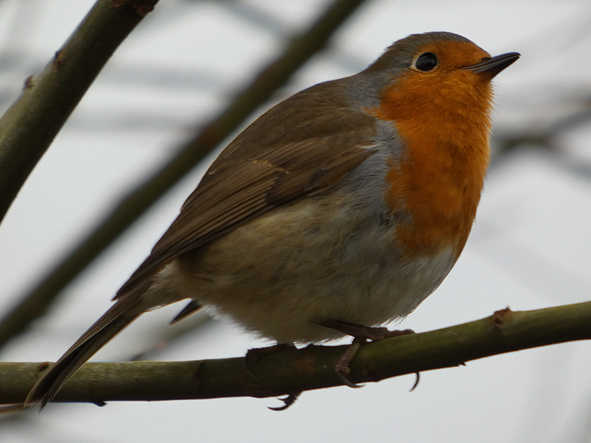 WS Petersfield Robbin 09